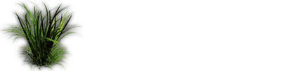 Vetiver